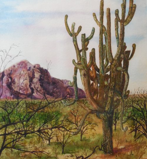 Watercolor Artist Desert Saguaro Melanie Walters