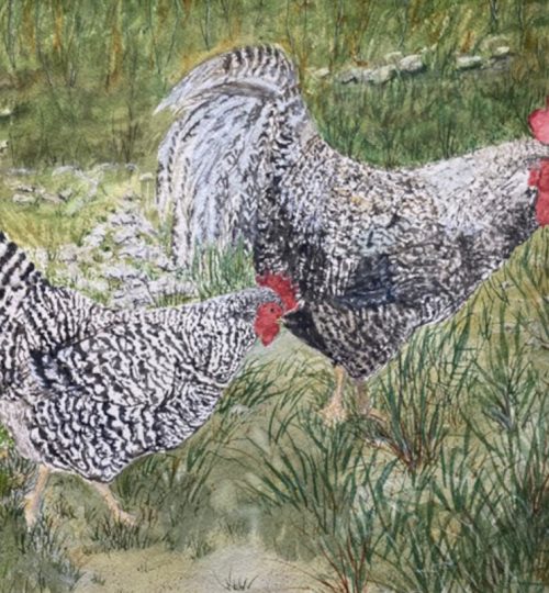 Melanie Walters Watercolor Artist Chickens